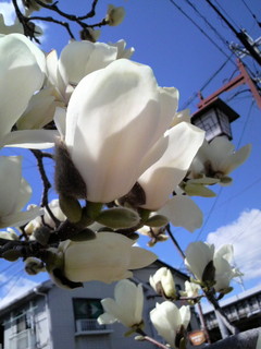 2011032713090000.jpg